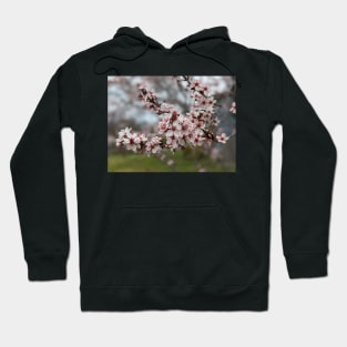 Cherry Blossoms 2 Hoodie